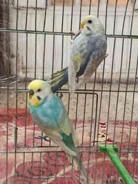 زوج رينبو • ٢ فراخ • حمام العلي