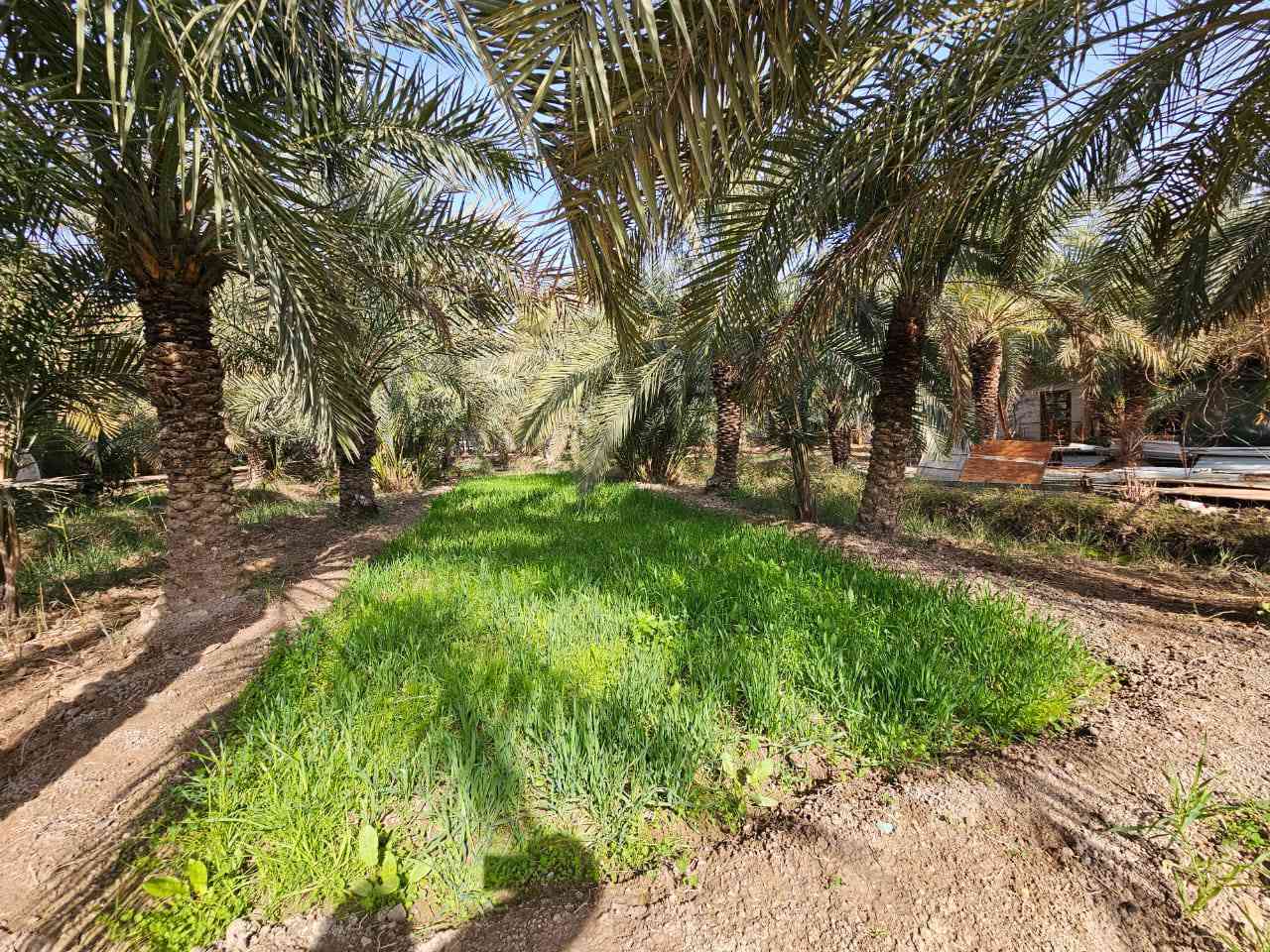 بستان للبيع مساحة دونمين و١٥٠م في ابوالخصيب حمدان طابو صرف تحويل ***********# ارض عامره ومزروعه جاهزه للاخير....نسستقبل كافه العروض لديكم أعزائي ابو الخصيب, البصرة
