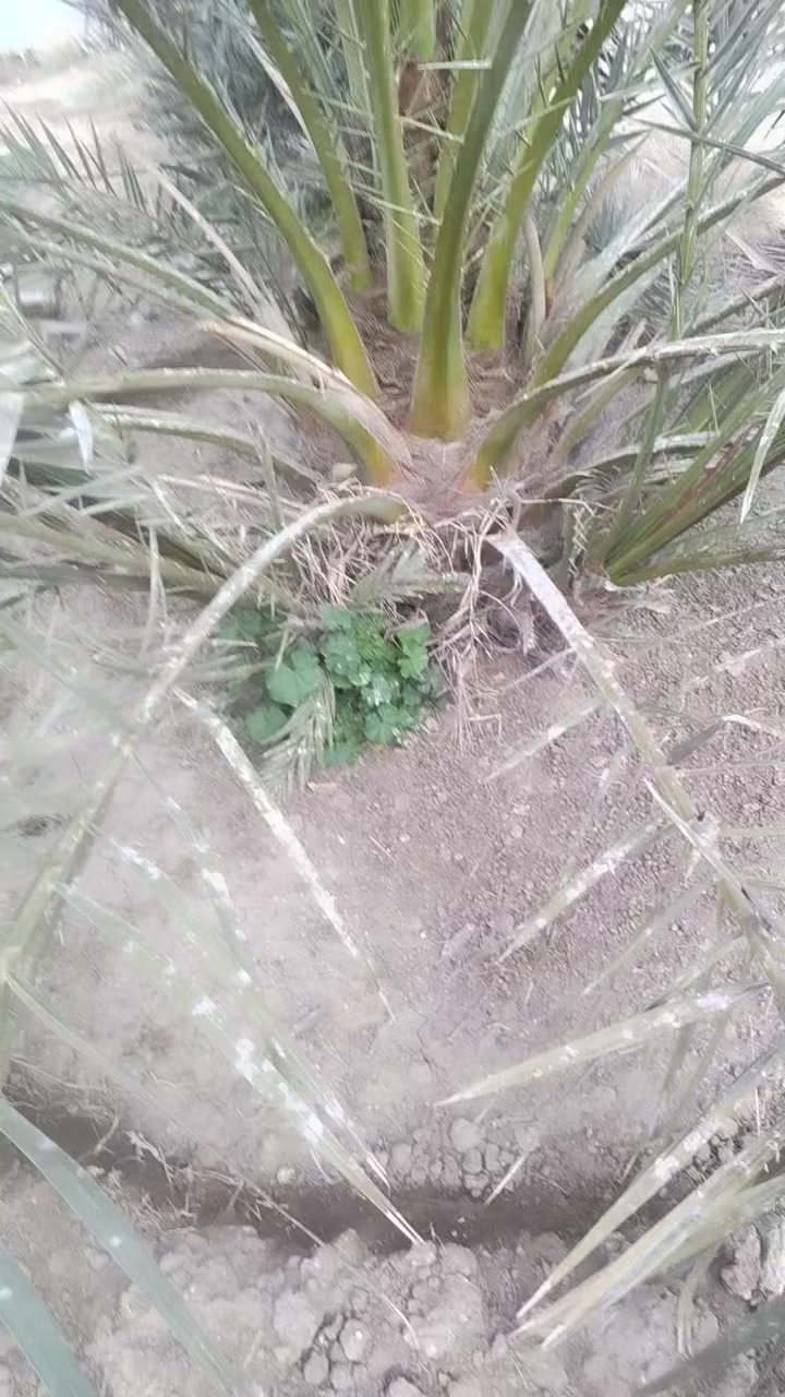 السلام عليكم ورحمة الله وبركاته
فسائل برحي من ام نسيجي للبيع العدد٣
المكان الرمادي


**إذا كنت صاحب هذا الإعلان وتريد حذفه لأي سبب، رجاءا أرسل رسالة إلى الدعم الفني**