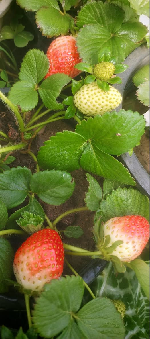 نبات فراولة مثمر وبأسعار جدا مناسبة
سندانة صغير ب٧٥٠ فقط
سندانة وسط بالف سندانة كبيرة بي شتلتين بالف ونص فقط
عنواننا خانقين بختياري الثانيا نهاية شارع العصائب واسواق صالح حمود


**إذا كنت صاحب هذا الإعلان وتريد حذفه لأي سبب، رجاءا أرسل رسالة إلى الدعم الفني**