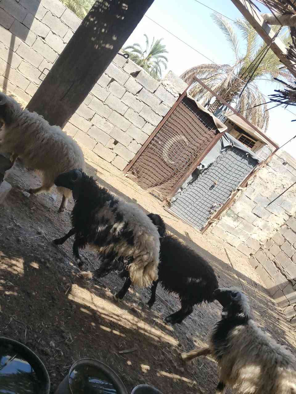 متاح ٤طليان خشنه وشكه طويله سمن حلوات خشنه شرط نصاح حلوات شتريد ترهم كصابه ربط سعر خاص مكان بروانه سنجك يوجد توصيل حسب لاتفاق تم لبيع الله يبارك بيه


**إذا كنت صاحب هذا الإعلان وتريد حذفه لأي سبب، رجاءا أرسل رسالة إلى الدعم الفني**