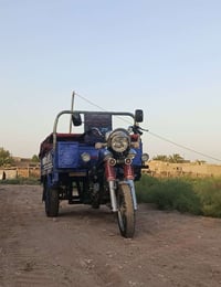 ستوته فحل للبيع مديل 23اوراق مكفوله الشراي يتصل 07800629959