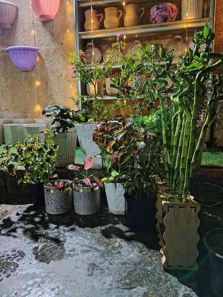 العنوان/ديالى _قضاء_المقداديه /شارع الاحمر / قرب قصر مرسين / مشتل الميار لسنادين  والفخار
يوجد خدمه توصيل داخل القضاء فقط
رقم الهاتف ***********
يوجد انواع النباتات الظليه والشمسيه ونواع السنادين والفخار
