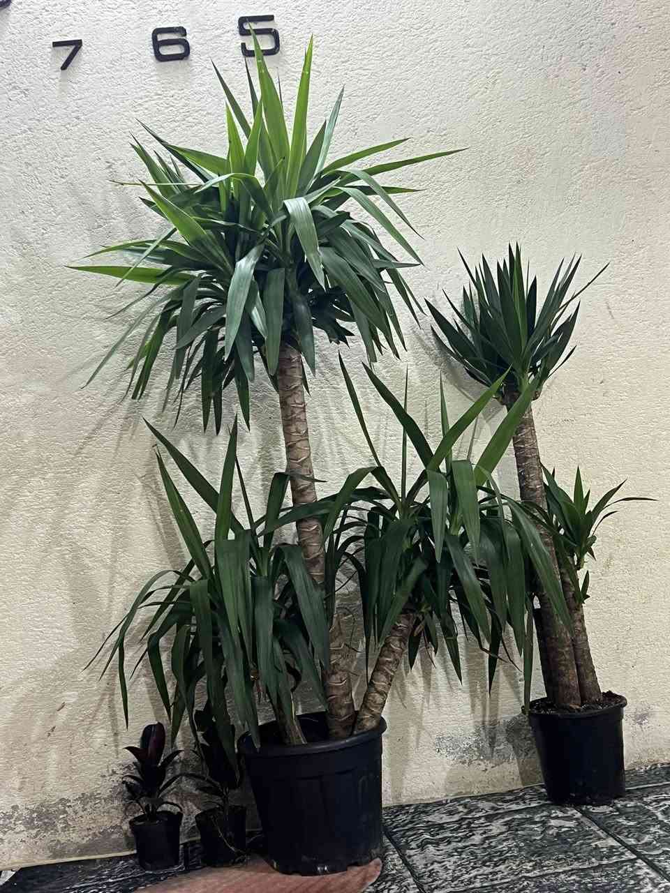 السلام عليكم لعشاق النبات الطبيعي متوفر أشجار طبيعيه يوگا حجم كبير ثلاثي يوگه حجم وسط ثلاثي مونساي مطاط صباريات تايلندي لبلاب مكاني بصره زبير


**إذا كنت صاحب هذا الإعلان وتريد حذفه لأي سبب، رجاءا أرسل رسالة إلى الدعم الفني**