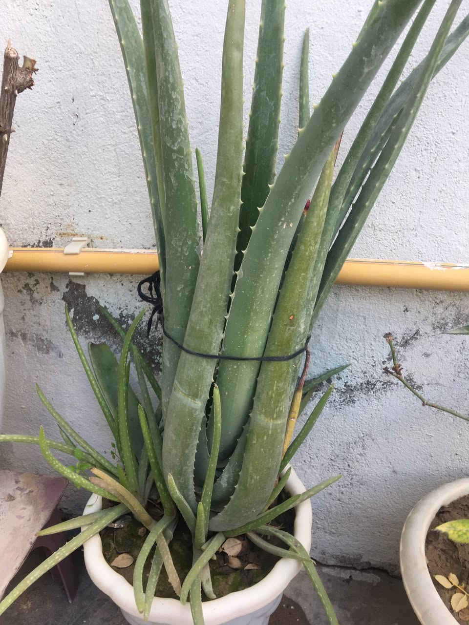 من رخصت الادمن
زرع كلش حلو وراقي 
كل نبته وسعرها 
للأستفسار اتصل على رقم ***********
