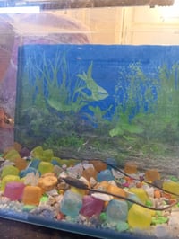 حوض سمك • كامل • الحبيبيه