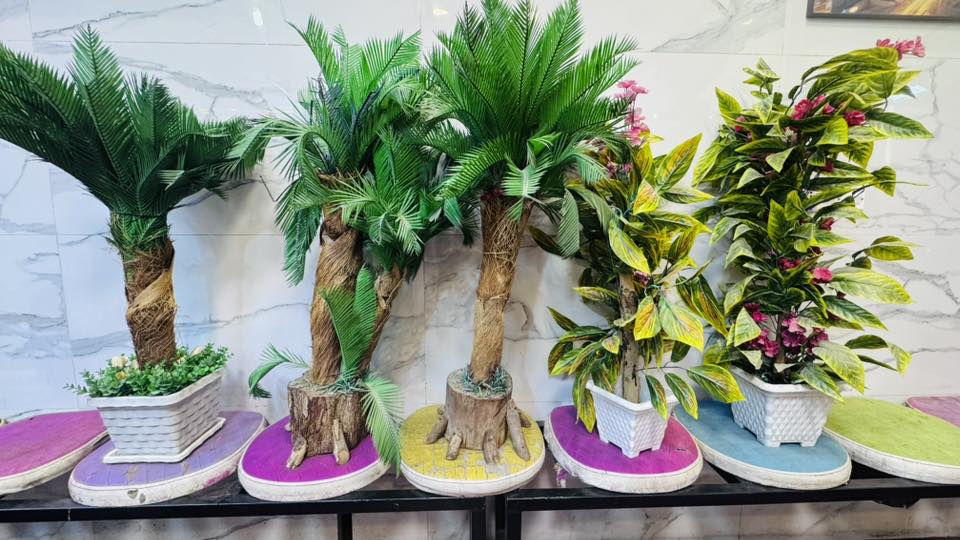 سلام عليكم  شلعه شجر كبار السعر 150وبيهن مجال العنوان كربلاء فقط ***********
