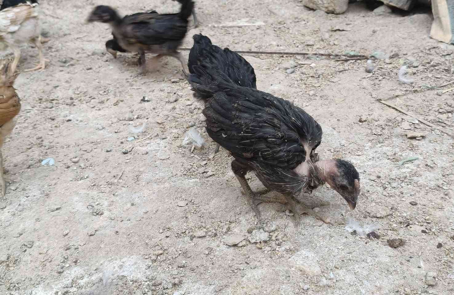 السلام عليكم متاح للبيع افراخ دجاج عرب و ابو ركيبة عمرهم 40يوم ماخذات لقاح نيوكاسل زيتي سعر التك 3الاف
مكاني القرنه


**إذا كنت صاحب هذا الإعلان وتريد حذفه لأي سبب، رجاءا أرسل رسالة إلى الدعم الفني**