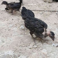افراخ دجاج • ٤٠يوم • لقاح نيوكاسل