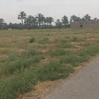 يتوفر دوانم طابو ملك صرف العنوان المدائن الجعاره شارع سيد علي كافة الخ...