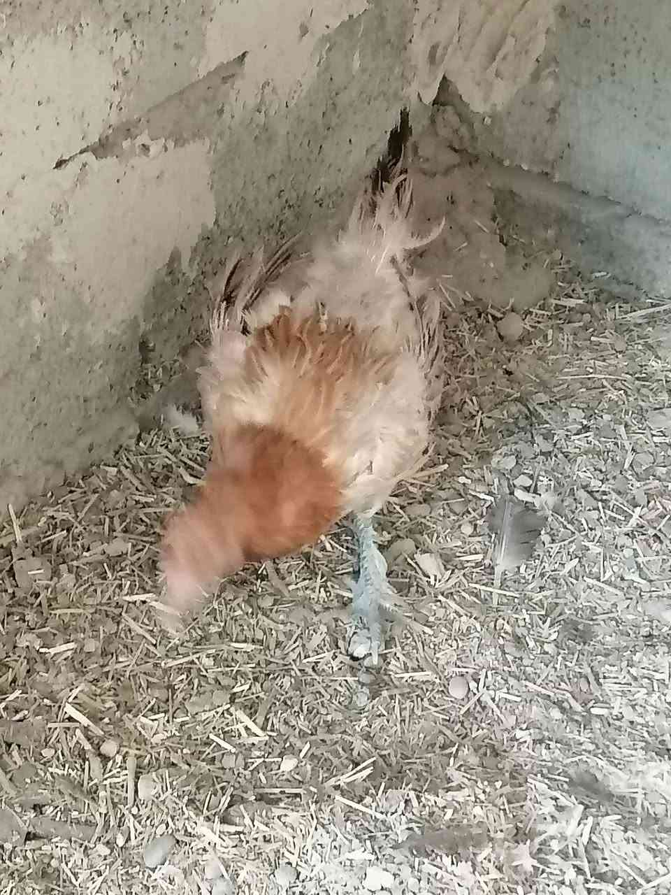 دجاجه بياضه للبيع ب ١٧ مكاني ديالى المقدادية قرب معمل الألبان


**إذا كنت صاحب هذا الإعلان وتريد حذفه لأي سبب، رجاءا أرسل رسالة إلى الدعم الفني**