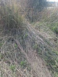 حشيش مجاني • بستان • حاوي العلم