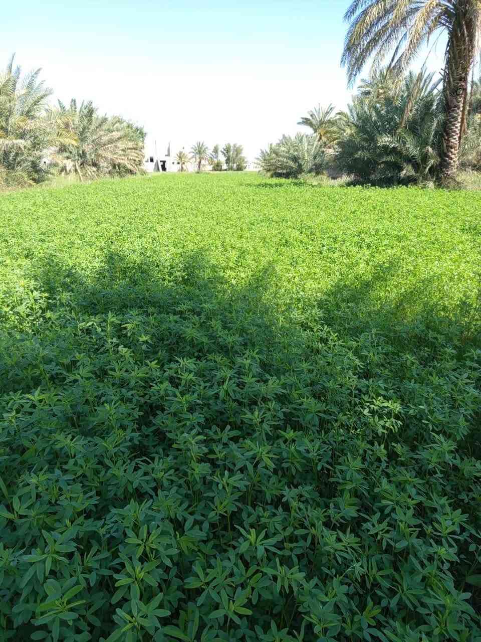 برسيم البيع 3دونم ونص حش قضاء النصر طريق الدوايه
بيع شلع
***********
