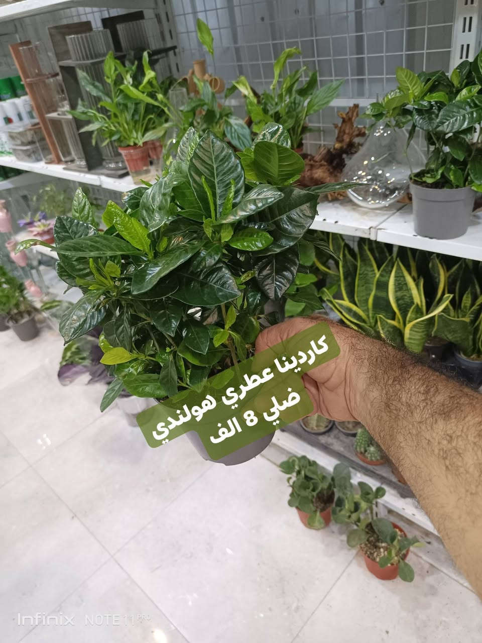 وجبة جديده من نباتات ضلية...الانبار الرمادي العزيزية مكان الجديد...من جهة شارع العام خلف مجمع برج المسك شارع ميسلون  اول فرع على اليمين *********** ... يوجد توصيل داخل الرمادي...
