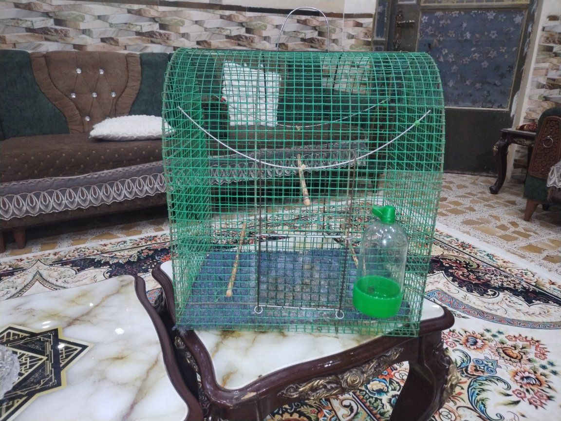 متاح قفص بلبل سعرة 15 مكاني الحسينية


**إذا كنت صاحب هذا الإعلان وتريد حذفه لأي سبب، رجاءا أرسل رسالة إلى الدعم الفني**