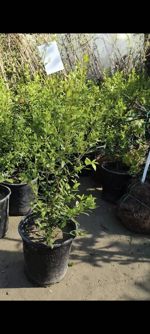 من رخصة الادمن نباتات ضليه وخارجيه التوصيل مجاني الحجز واتساب ***********
التوصيل فقط داخل كربلاء
