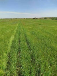 دغل • ١٥دونم • أبو الاطرش