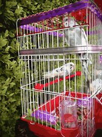 هدية طيور الحُب 
زوج طيور حب مع قفص وتزين كامل
+ماكل دخن ثنين +مشربه وحده 
كل هذه وب 17 الف دينار 
العنوان البغدادي الحي سكني
***********
