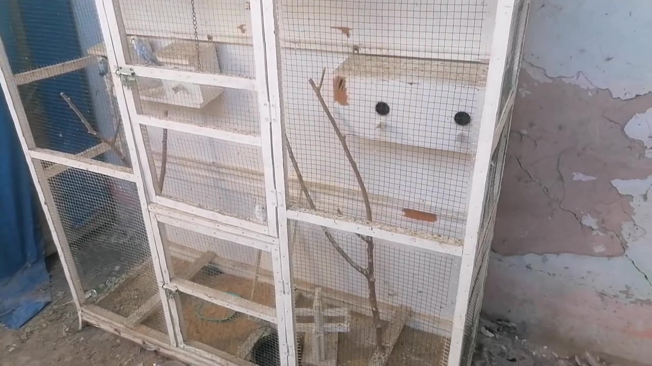 متاح عصافير حب جواهن افراخ مكاني بعقوبه سعره خاص ابيع شلع


**إذا كنت صاحب هذا الإعلان وتريد حذفه لأي سبب، رجاءا أرسل رسالة إلى الدعم الفني**