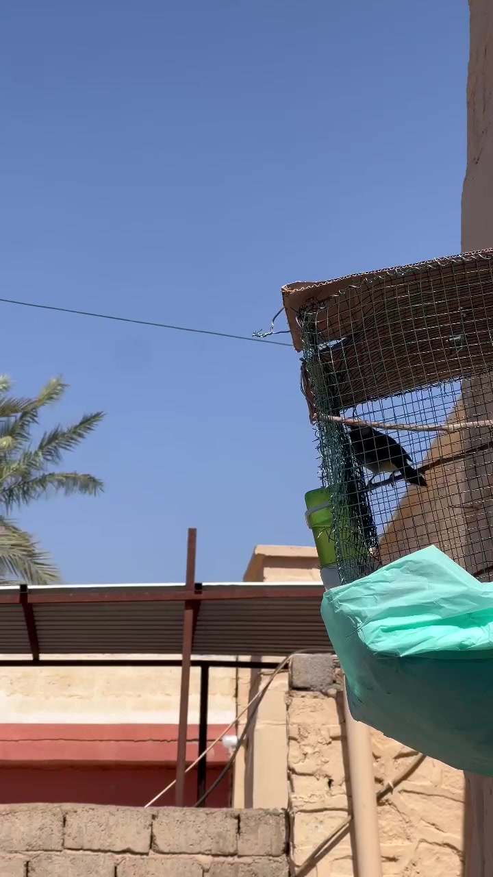السلام  وعليكم  زوج  بلابل تمر وحشيات  ينطن  قرب علقفص بس مو حيل تغريد حلو  مزاوجات  على الاغلب  مراوس بغندور امايات كبار   بيجي فقط


**إذا كنت صاحب هذا الإعلان وتريد حذفه لأي سبب، رجاءا أرسل رسالة إلى الدعم الفني**