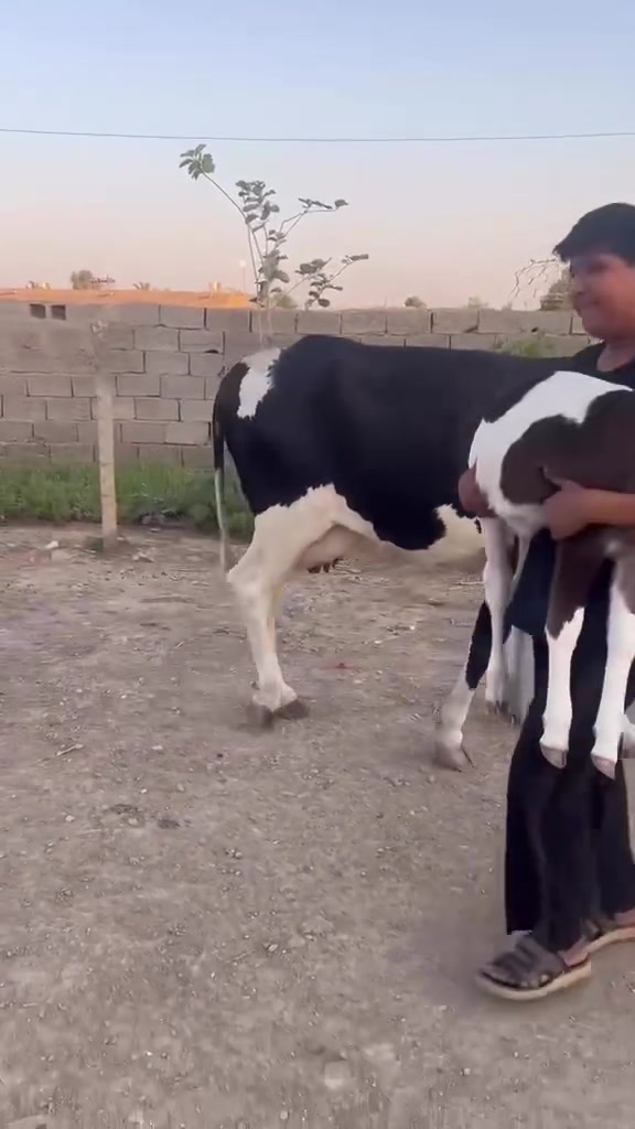 اسلام عليكم بجر هولشتاين اول بطن للبيع صار 3يام من جايبه  نثيه تلقيح  هايشه فول مواصفات مثل ما شوفون بل فيديو  هايشه مال جناي   مكاني ابلعماره السعر السعر.   3ملاين او 250  ***********.
