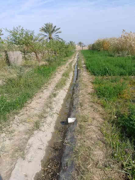 بستان طابو للبيع دونم   ونص مساحه 3712متر خدمات ماء كهرباء قريب  عليه التبليط مزروع كامل نخيل 22شويثي وبت  السوده وبريم من اجود الانواع سدر مطعم 14سدره تفاحي وعرموطي رمان 8تفاح 2تين 2  شريف الرضي على شارع الرئيسي ‏‪***********‬‏
