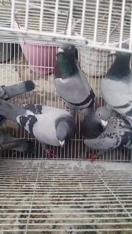 زواجل للبيع العدد 4 زواج سعر الزوج 10 بيهن رابطات وبيهن لا وذه بيعه وحده على 8 الزوج قفل  وبل عافيه على الياخذهن كله طيره وفحل ومزاويج على وجه مبياض العنوان بغداد الامين الثانيه قرب جامع المحسن للستفسار ***********/ ***********
