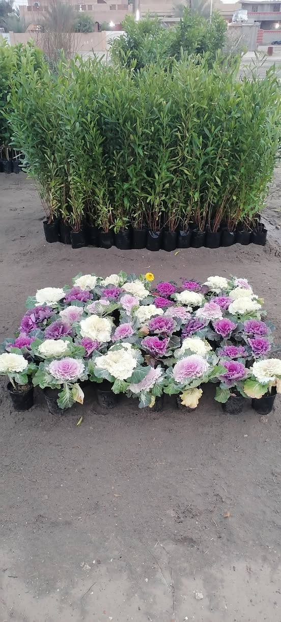 بسم الله وعلى بركة الله
تم #افتتاح #مشتل #علاء #المحمدي 

 #الصقلاويه #الشارع #العام #جنب #الاروائي #مقابل

 #مطعم #حجي#حسن #هويدي   

#ليمون #برتقال #لالنكي #رارنج #كرام فوت #ياس

 #ددونيه #كاردنيا #منك الدنيا #شجرة مطاط#شوي ليلي

 #زيتون

 #عرموط #ألو ذهبي #تين اسود #تين اصفر #خوخ

 #كوجه كربلائيه #مشمش #تفاح شرابي #تفاح كاقدي #عنب حلواني #دفله #قلنطوز

ليمون صيني ورد جوري.  زهور موسميه


**إذا كنت صاحب هذا الإعلان وتريد حذفه لأي سبب، رجاءا أرسل رسالة إلى الدعم الفني**