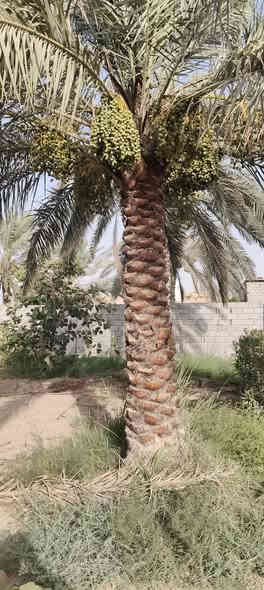 قطعه أرض للبيع مساحة 530متر مزروعه جميع نخيل برحي وبريم ام دهن انواع مختلفه  وانواع وسدار 🌴🌲🌺🌻🌷🌾🥀 مسيجه بلوك محكمه وباب سليت 🧱 وجها 25متر ونزال 20ونس نوع العقار وقف سني اصولي  العنوان بصره أبي الخصيب منطقه جيكور شارع الميناء عرض شارع 7متر جميع الخدمات متوفره ماء كهرباء مدارس جوارين ذهب ابو الخصيب القدامه سعر 38 مليون وبيه مجال الاستفسار اتصل أو وتساب ***********
