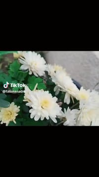 كوكولاجين • شد البشرة • توحيد اللون