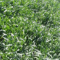 ٤٠دونم • الديوانيه • سومر الزبليه