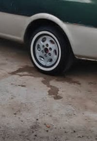 بريجو عادي • مراوس منغولي • حجم ١٤