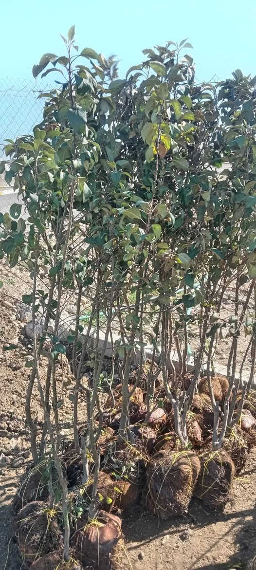 متوفر في مشتل الناحية
مشتل ناحية النمرود 
اشجار تفاح اخضر 
اشجار مشمش 
اشجار توث اسود
اشجار عرموط
اشجار الزيتون
اشجار الكالبتوز
اشجار رمان شهربان 
اشجار تين ديواني اسود
اشجار تين اصفر
اشجار عنب اسود اصفر 
اشجار الورد جوري /سلطان
شجيرات الصبار 
ورد موسمي
ورد. 
نبتتزعطر الشاي


**إذا كنت صاحب هذا الإعلان وتريد حذفه لأي سبب، رجاءا أرسل رسالة إلى الدعم الفني**