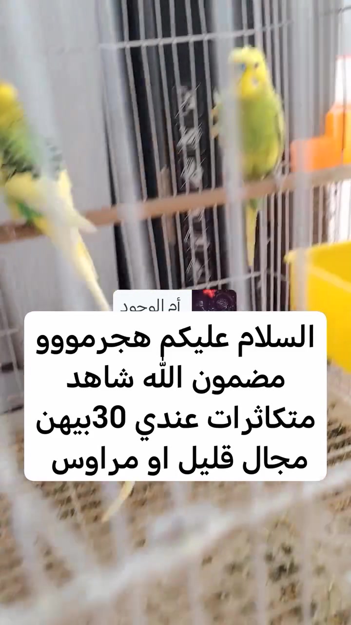 السلام عليكم  مراوس او بيع مكان نجف


**إذا كنت صاحب هذا الإعلان وتريد حذفه لأي سبب، رجاءا أرسل رسالة إلى الدعم الفني**