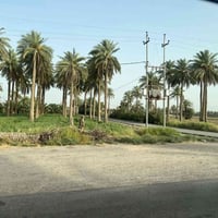 الشيخ عامر بلعيساويه • ٦ دونم • خدمات كاملة