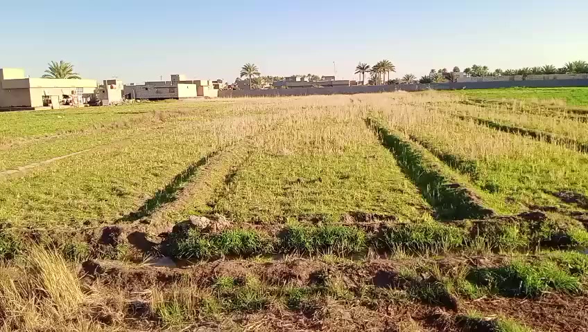 ارض للبيع حسب الطلب والعدد 1 دونم 2 دونم  لحد ال 6 دونم
الرمادي جزيره البوذياب المحطه الاولى قرب مدرسه التعاون 
للاستفسار ***********
