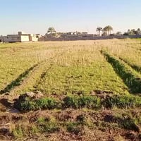 الرمادي • جزيرة البوذياب • ١-٦ دونم