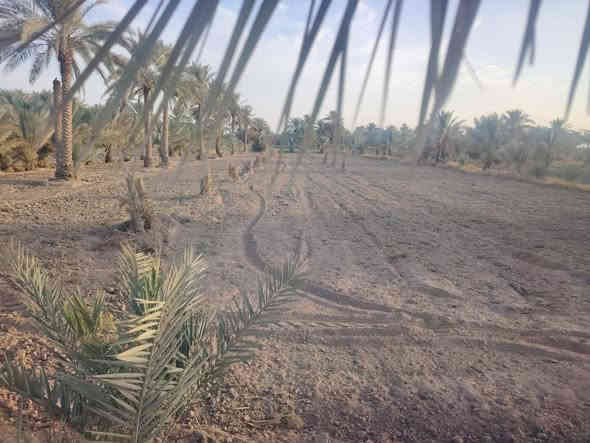 أرض زراعية للبيع مساحة ٢ دونم واجهه ٤٩ متر نزال ١٠٤ متر مباشرتا على البزل على طريق الزوار طريق الرابط بين العلوية شريفة سلام الله عليها وطوريج تنزل عن الشارع العام تقريبا ٣٠٠ متر تحتوي على ٢٥ نخلة نشوات زهدي حمالات كما مبين بالصور وايضا على ١٢ نخله عاليه زهدي وعلى نخلتين نشوات نوع دگل وعلى ١٥ تاله نوع نيرسي /بربن /مكتوم /جوزي
سقي ماء سيح... وايضا واصله كهرباء بظهر الأرض 
سعر الدونم 72مليون وبيه مجال الشراي يتصل ويدلل 
*********** واتساب
***********
