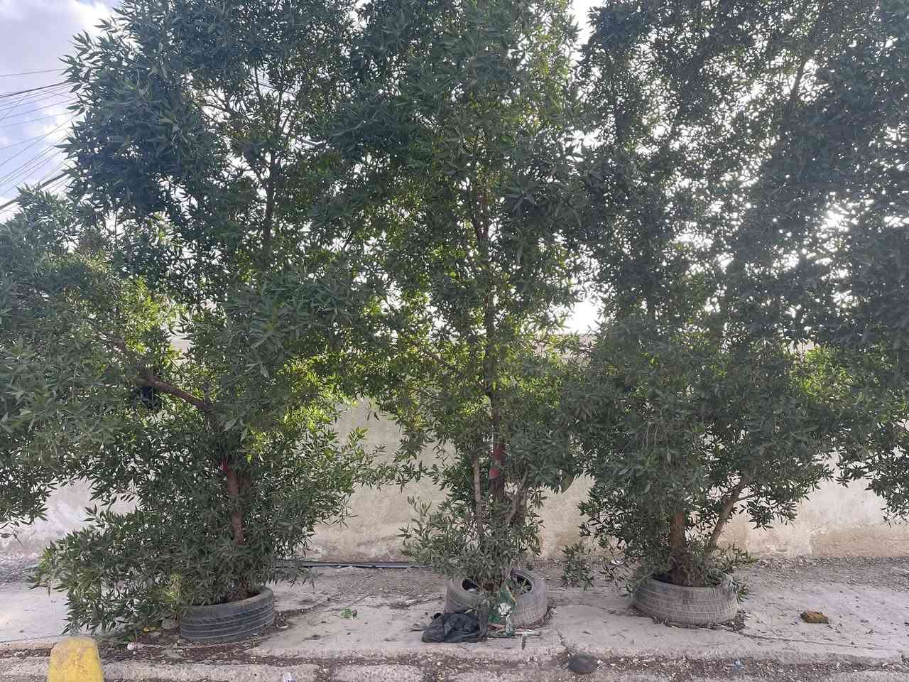 للبيع دار مسلح قديم مقابل سياج ابتدائية نبوخذ نصر مساحته ١٧٥ متر واجهه ٧ متر والنزال ٢٥ يحتوي على استقبال وهول وغرفتين نوم وخدمات ومطبخ والطابق الثاني غرفة وحده فقط الموقع الكيلاني خلف معارض النهضه قرب جامع طيبه الشارع المقابل الجمله العصبيه مقابل ابتدائية نبوخذ نصر 

للاتصال *********** او *********** شركة الخيمه للعقار السعر عالخاص راسلني لو تتصل
