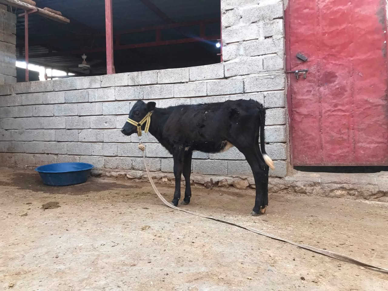سلام عليكم 
متاح حوليه جنس نضيف مال بيت السعر 760 قفل 
***********
***********
***********
