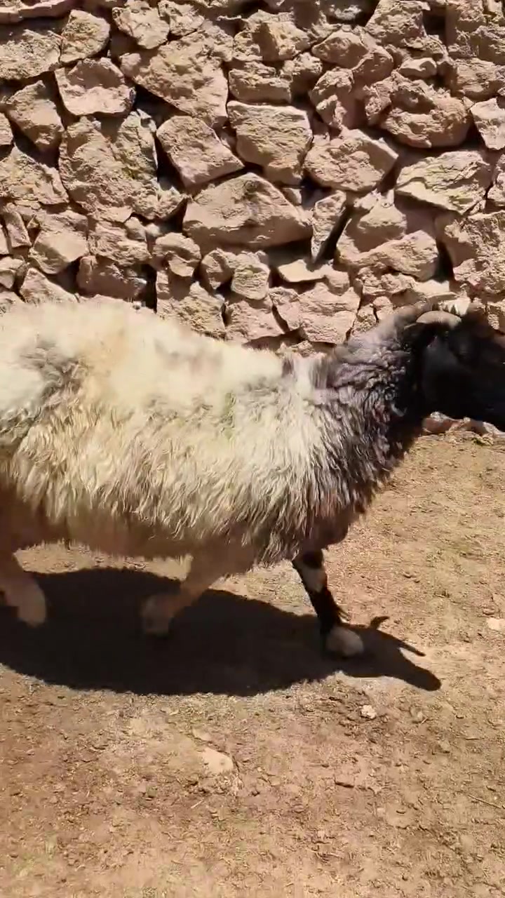 متاح نعجه ثنيه مضروبه سفنجه شرط نعجه خشنه وشكه طويله وسمن قفل لحم وشحم طلع لحم ٤٠فوك نعجه رقم واحد حلال نضيف درجه اوله وين جنايه عل حلال نضيف رقم واحد مايعر قيمته لا خابرني شرط مضروبه سفنجه سعر خاص مكان بروانه سنجك يوجد توصيل حسب لاتفاق ***********
