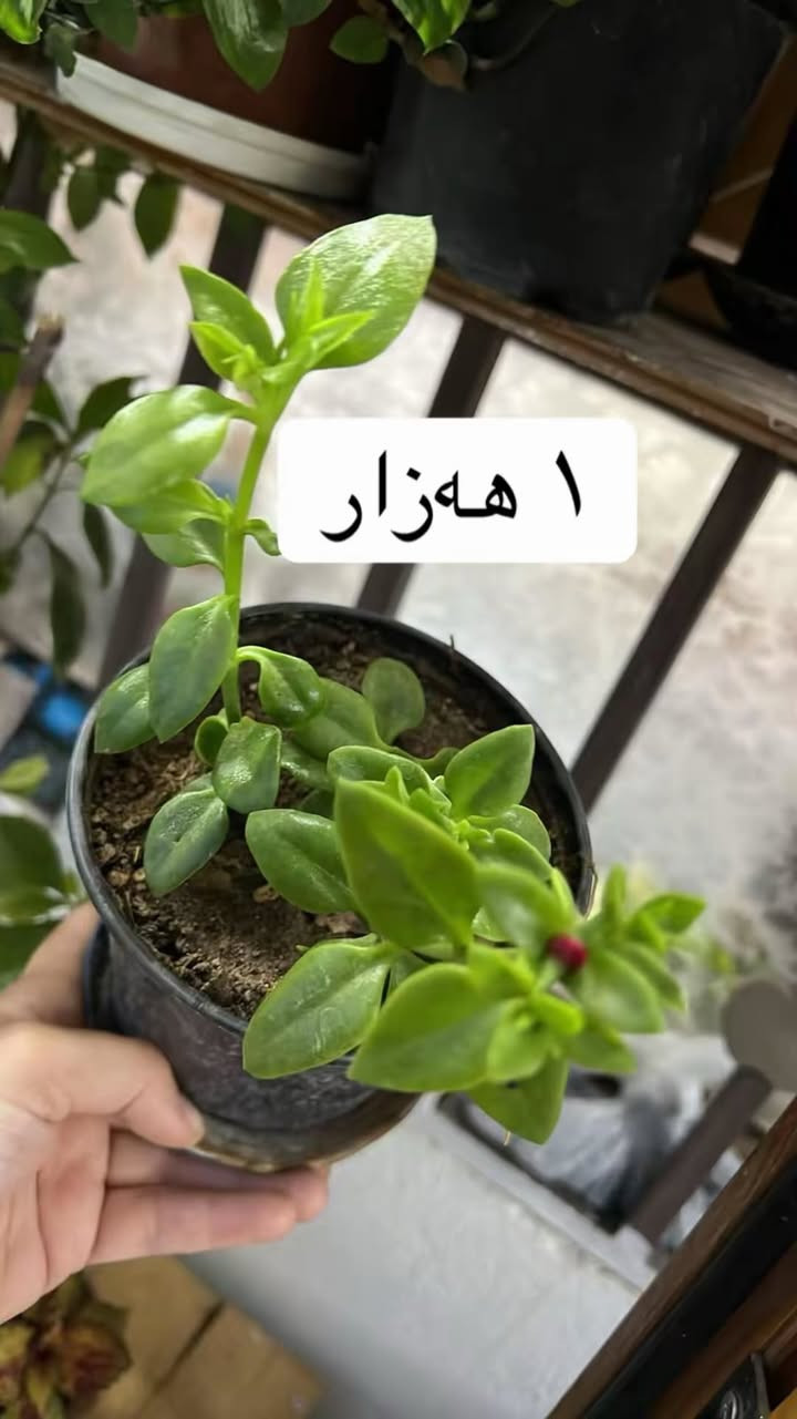 سڵاو ئەم گوڵانە بۆ فرۆشتن نرخیان لەسەر نوسراوە سلێمانی گەیاندن هەیە


**إذا كنت صاحب هذا الإعلان وتريد حذفه لأي سبب، رجاءا أرسل رسالة إلى الدعم الفني**
