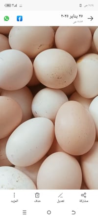 بيض دجاج • للبيع