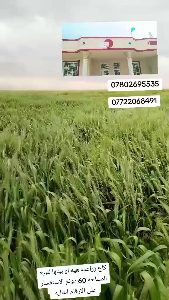 سلام عليكم كاع زراعيه للبيع المساحه 60 دونم المكان واسط الكوت الاستفسار على الارقام التاليه ***********.  ***********
