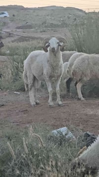 *خدمة ذبح الأضاحي بالبيت - عيد أضحى مبارك 🐑*  وفر على نفسك الزحمة والو...
