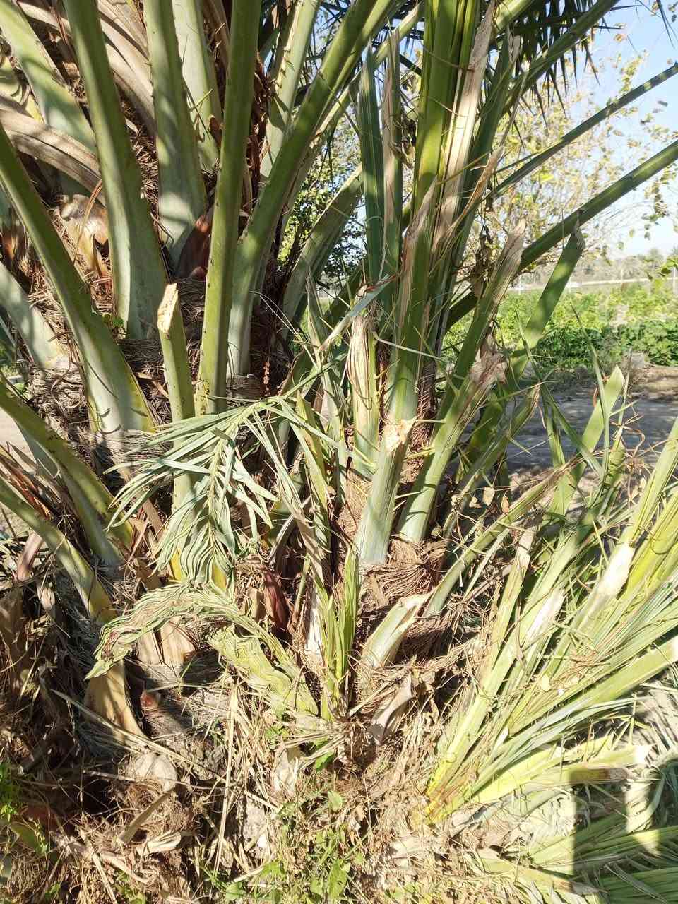 سلام عليكم ورحمه الله وبركاته متوفر 7فسال دقلة نور الجزائريه متعهدين بصنف لحين الاثمار العنوان واسط عزيزيه قرب مطبات الهاشمي للاستفسار ***********اخوكم ابو يقين للنخيل ملاحظه القلع بحضورك
