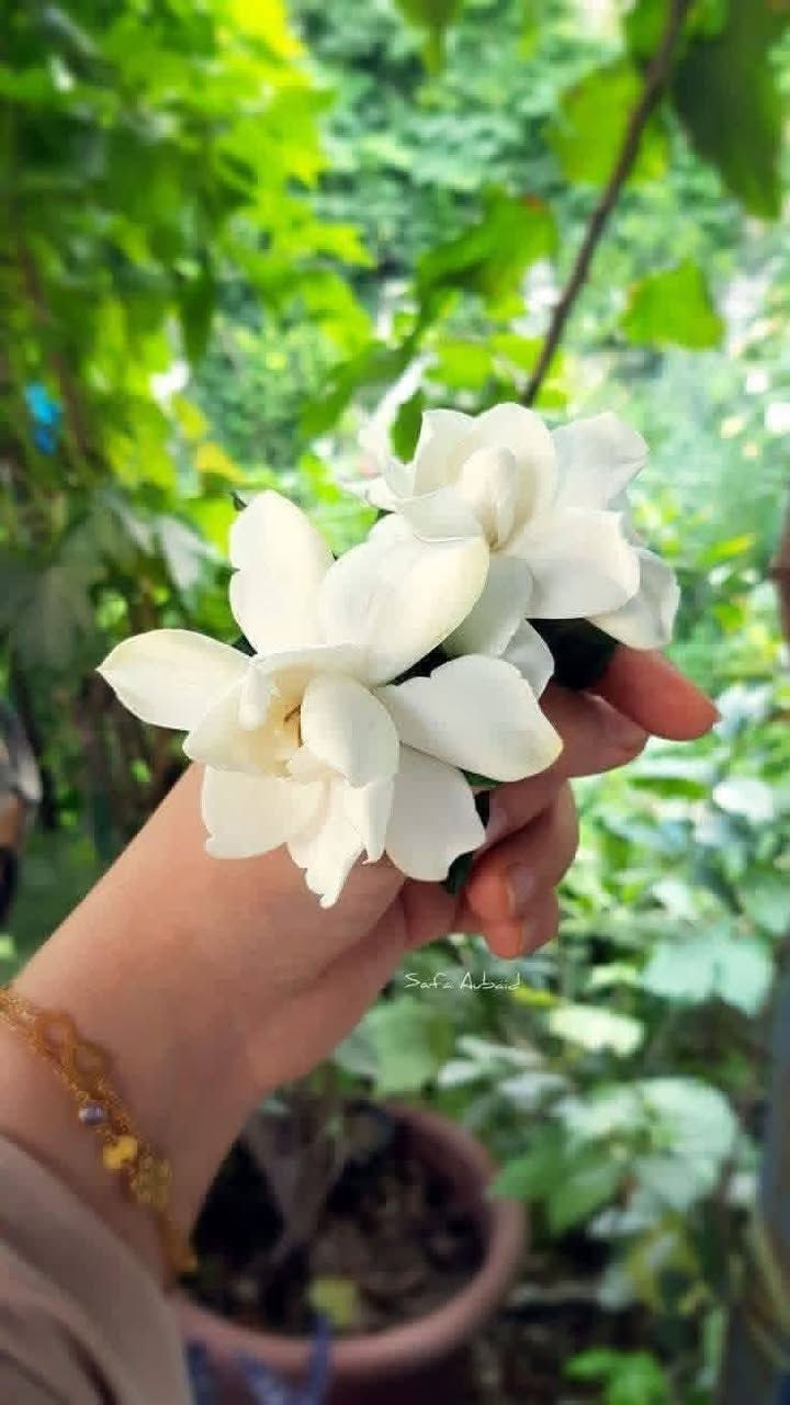 وصلت مجموعه كبيره وجميله من النباتات الخارجيه 
لطلب والاستفسار مراسلة الصفحه يوجد خدمة توصيل خانقين جلولاء سعديه


**إذا كنت صاحب هذا الإعلان وتريد حذفه لأي سبب، رجاءا أرسل رسالة إلى الدعم الفني**
