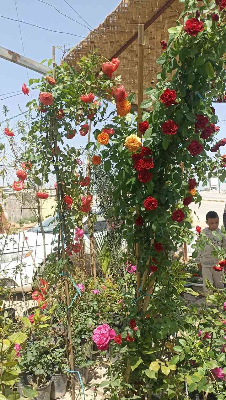 أهلاً وسهلاً بكم في مشتل ورد البنفسج 
وصول وجبه جديده من الأشجار والورد الجوري والمتسلق والورد الزينه الموسمي والدائمي


**إذا كنت صاحب هذا الإعلان وتريد حذفه لأي سبب، رجاءا أرسل رسالة إلى الدعم الفني**