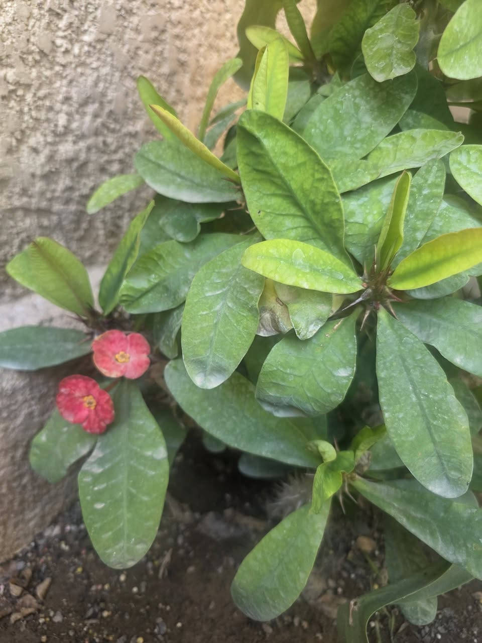 اللهم صل على محمد وآل محمد 🥰
كل هل الجمال  توفر باحجام كبيرة واسعار مناسبة والتوصيل مجاني 🤩


**إذا كنت صاحب هذا الإعلان وتريد حذفه لأي سبب، رجاءا أرسل رسالة إلى الدعم الفني**