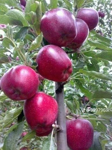 يتوفر تفاح صنف احمر مغربي مطعم سعر الشتلة 5000
مشتل المهندس 
المشخاب -الدبينية -مقابل مدرسة الذكوات 
***********
